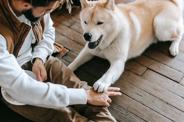 a pet owner training their white dog to shake hands